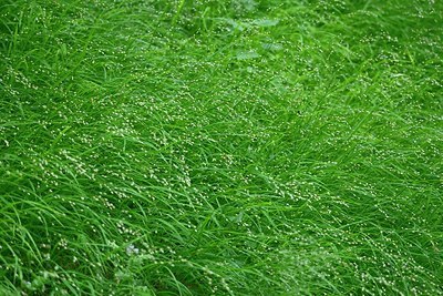 BUITEN BEELD Foto: 204545