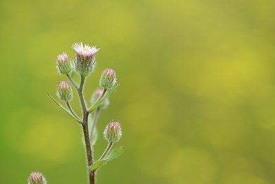 BUITEN BEELD Foto: 204569