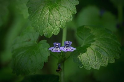 BUITEN BEELD Foto: 204603