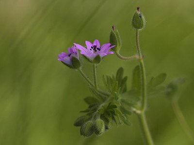 BUITEN BEELD Foto: 204617