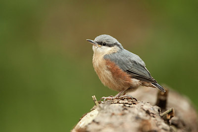 BUITEN BEELD Foto: 204626