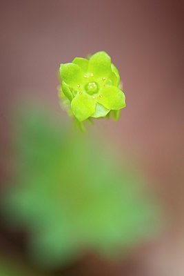 BUITEN BEELD Foto: 204629