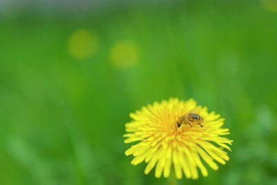 BUITEN BEELD Foto: 204636