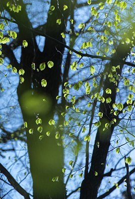 BUITEN BEELD Foto: 204638