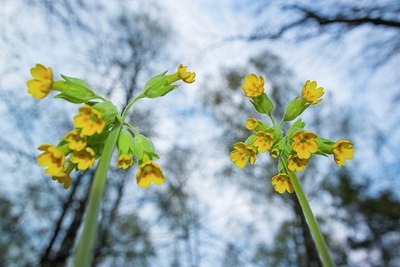 BUITEN BEELD Foto: 204721