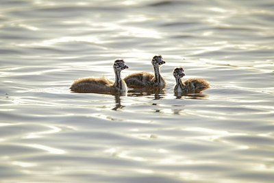 BUITEN BEELD Foto: 204738