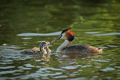 BUITEN BEELD Foto: 204739
