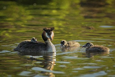 BUITEN BEELD Foto: 204740