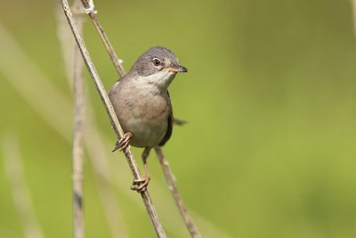 BUITEN BEELD Foto: 204742