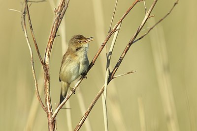 BUITEN BEELD Foto: 204745