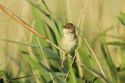 BUITEN BEELD Foto: 204746