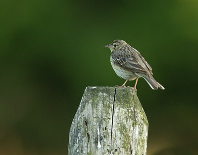 BUITEN BEELD Foto: 204799