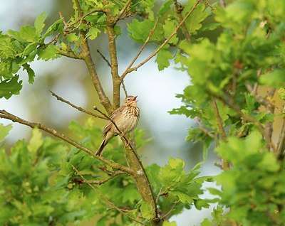 BUITEN BEELD Foto: 204801