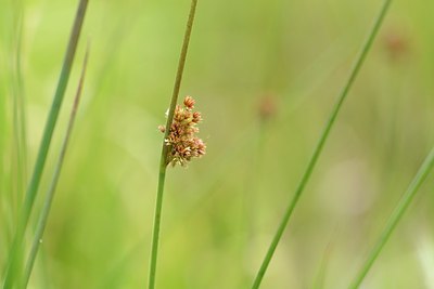 BUITEN BEELD Foto: 204841