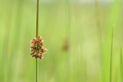 BUITEN BEELD Foto: 204843