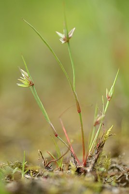 BUITEN BEELD Foto: 204864