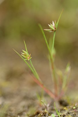 BUITEN BEELD Foto: 204865