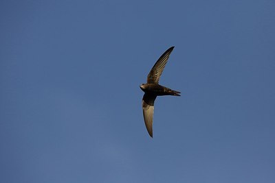 BUITEN BEELD Foto: 204897