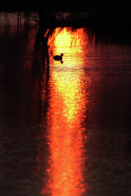 BUITEN BEELD Foto: 204908