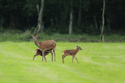 BUITEN BEELD Foto: 204975