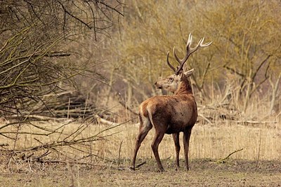 BUITEN BEELD Foto: 205017