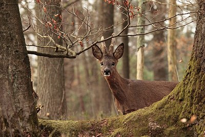 BUITEN BEELD Foto: 205022