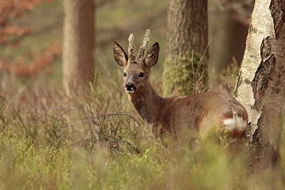 BUITEN BEELD Foto: 205027