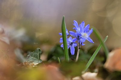 BUITEN BEELD Foto: 205048
