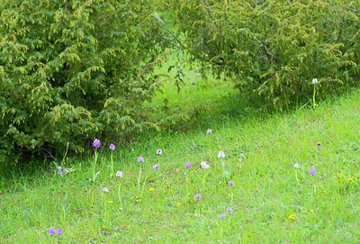 BUITEN BEELD Foto: 205068