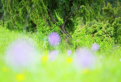 BUITEN BEELD Foto: 205070