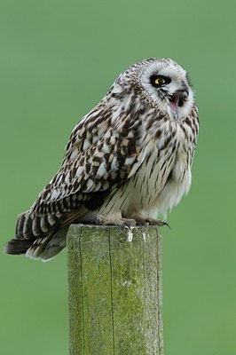 BUITEN BEELD Foto: 205094