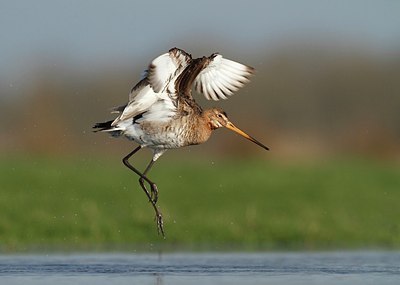 BUITEN BEELD Foto: 205096
