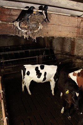 BUITEN BEELD Foto: 205101