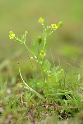 BUITEN BEELD Foto: 205113