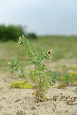 BUITEN BEELD Foto: 205117