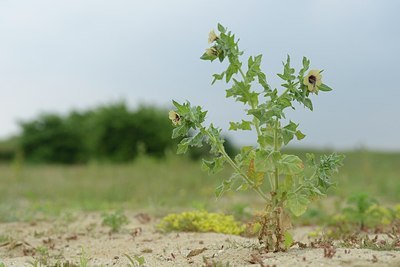 BUITEN BEELD Foto: 205118