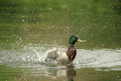 BUITEN BEELD Foto: 205142