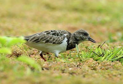 BUITEN BEELD Foto: 205157