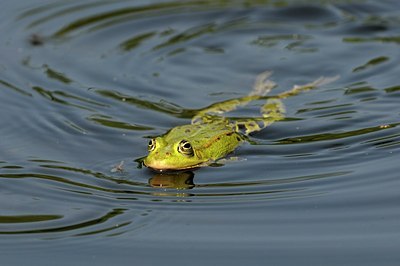 BUITEN BEELD Foto: 205180