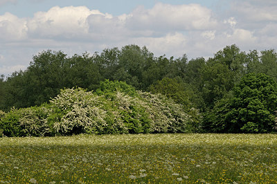 BUITEN BEELD Foto: 205214