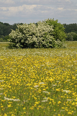 BUITEN BEELD Foto: 205216