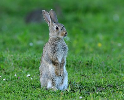 BUITEN BEELD Foto: 205236