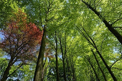 BUITEN BEELD Foto: 205249