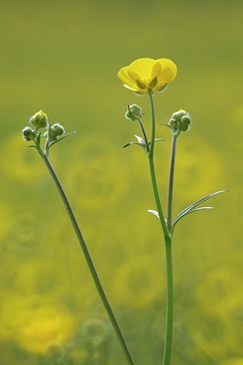 BUITEN BEELD Foto: 205253