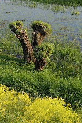 BUITEN BEELD Foto: 205281