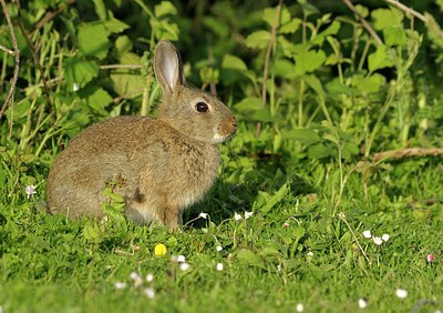 BUITEN BEELD Foto: 205322