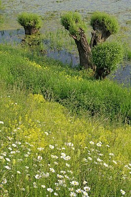 BUITEN BEELD Foto: 205343