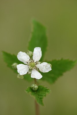 BUITEN BEELD Foto: 205348