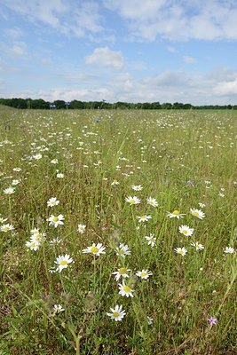 BUITEN BEELD Foto: 205351