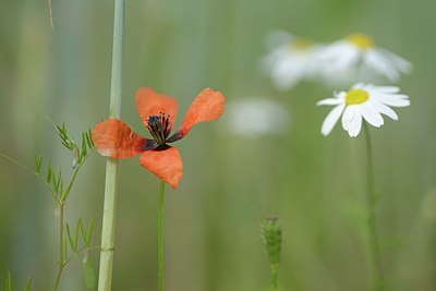 BUITEN BEELD Foto: 205356